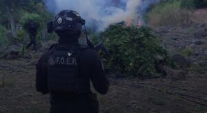 Aseguran 15 mil plantas de marihuana en Tequila - ZMG Noticias