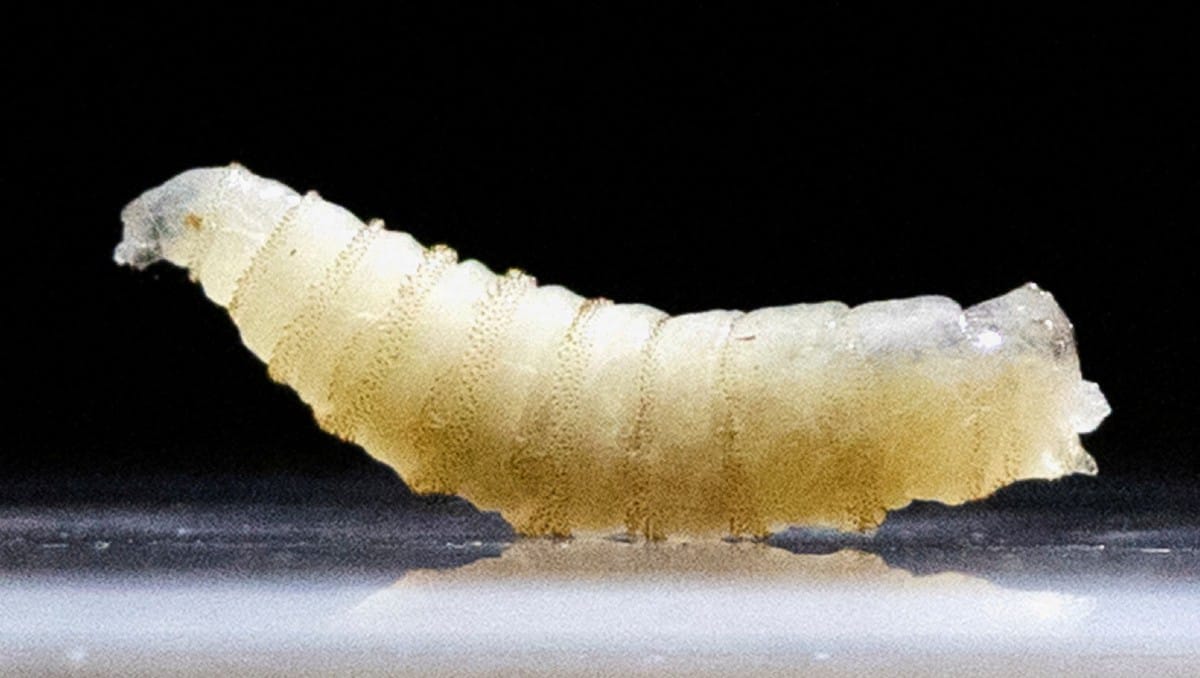 El Gusano Barrenador podría afectar a tus mascotas - ZMG Noticias