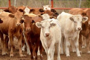 Detectan el primer caso de gusano barrenador en Jalisco - ZMG Noticias