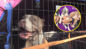 Rescatan a cuatro perritos abandonados en Zapopan