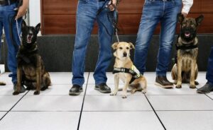 Jalisco cuenta con cinco nuevos binomios caninos contra el Gusano Barrenador del Ganado