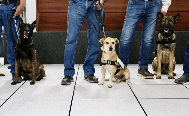 Jalisco cuenta con cinco nuevos binomios caninos contra el Gusano Barrenador del Ganado