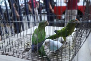 Rescatan animales en situación de abandono en Tlaquepaque
