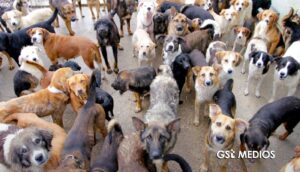 Rescate masivo de perros en Zapopan