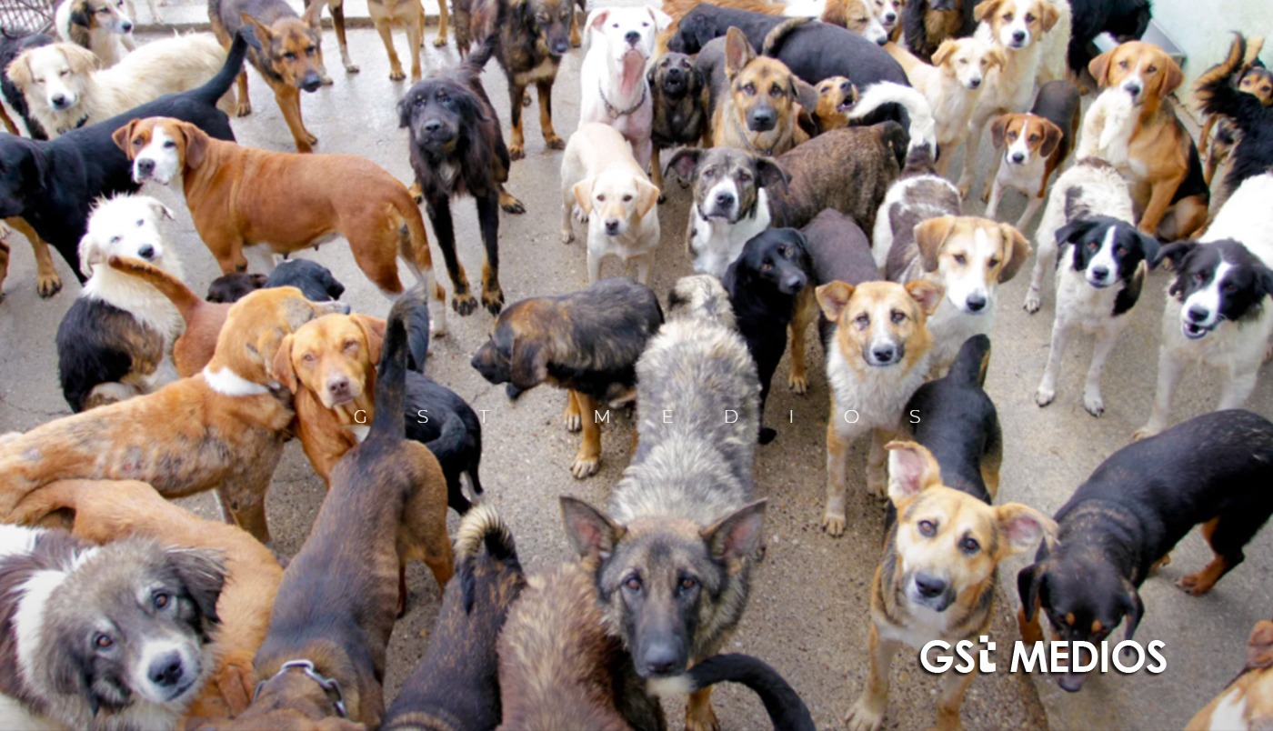 Rescate masivo de perros en Zapopan