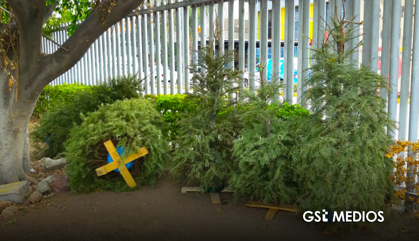 Inician campañas de acopio de árboles de Navidad naturales