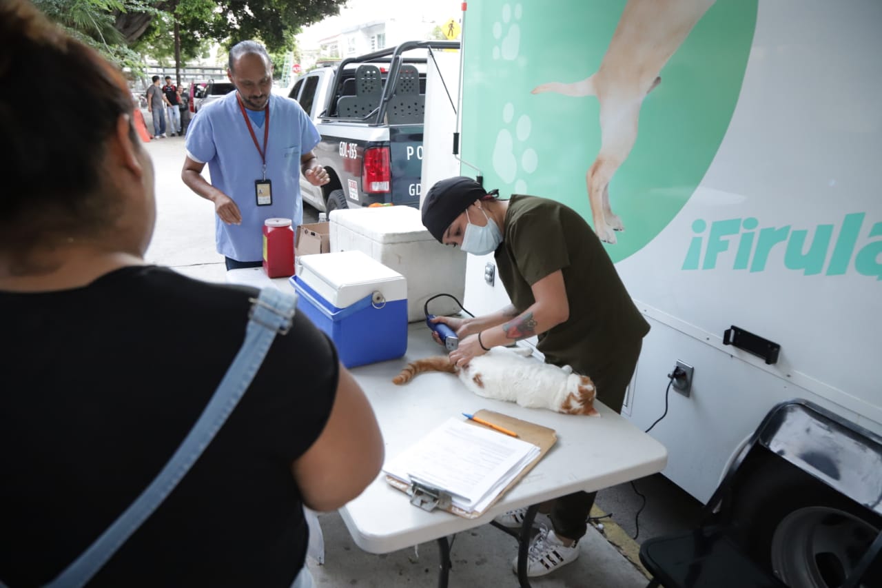 Cuidan a mascotas tapatías
