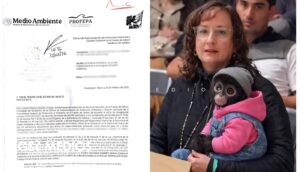 Profepa denuncia posesión ilegal de mono araña en Ocotlán tras polémica con regidora