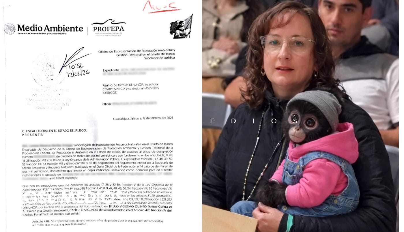 Profepa denuncia posesión ilegal de mono araña en Ocotlán tras polémica con regidora