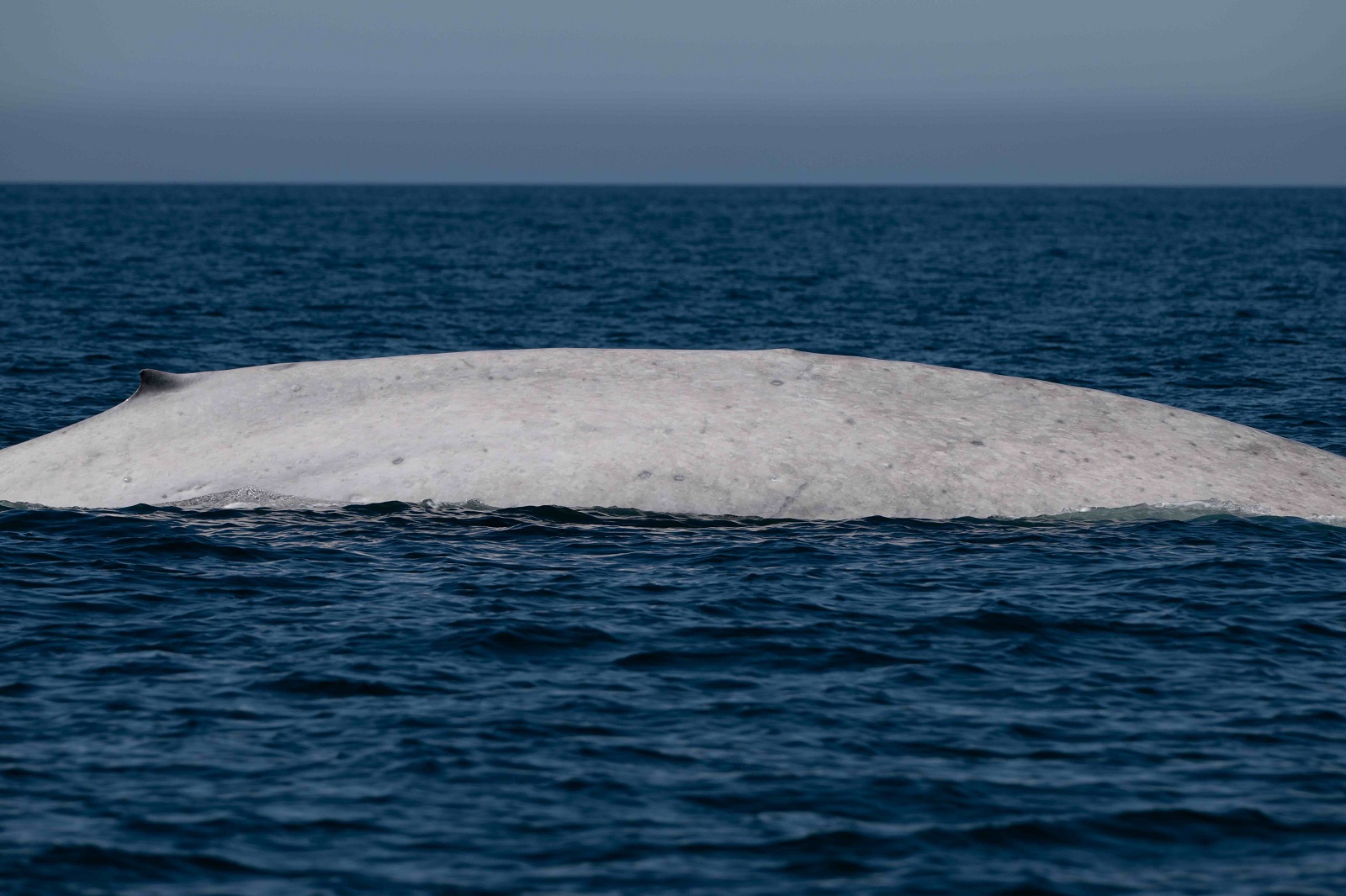 Moby Dick si existe, reportan avistamiento de una ballena azul albina en México