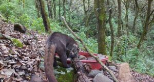 Protegen fauna silvestre con oasis de agua
