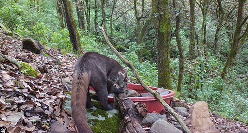 Protegen fauna silvestre con oasis de agua