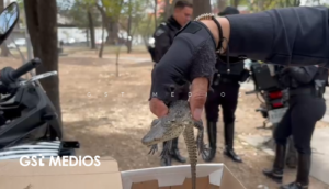 Hallan cocodrilo en el Parque Morelos; lo dejaron en una caja de cartón