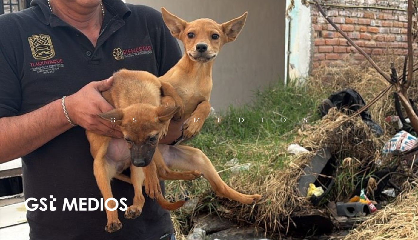 Rescatan a 21 caninos en condiciones de maltrato en Tlaquepaque