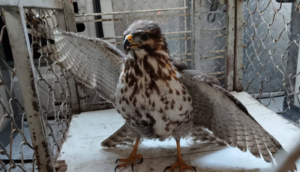 Protección Civil de Guadalajara rescata halcón en la colonia Blanco y Cuéllar