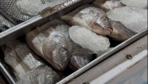 Cuidados que se deben seguir al consumir pescados y mariscos