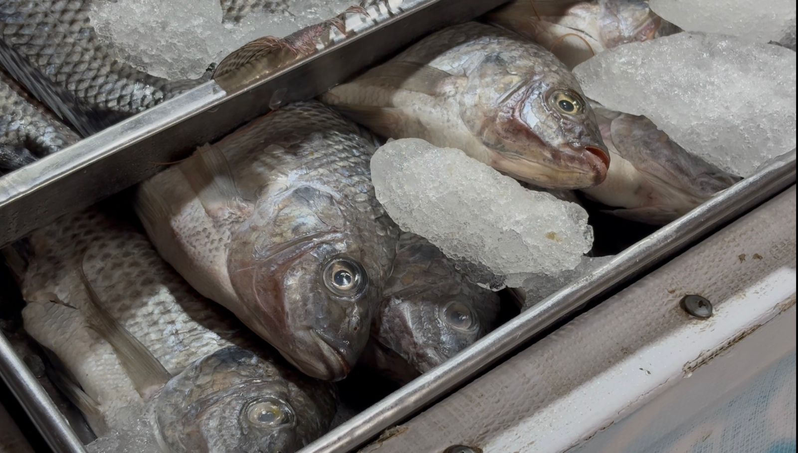 Cuidados que se deben seguir al consumir pescados y mariscos