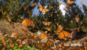 Mariposa monarca une a tres países en alerta ambiental