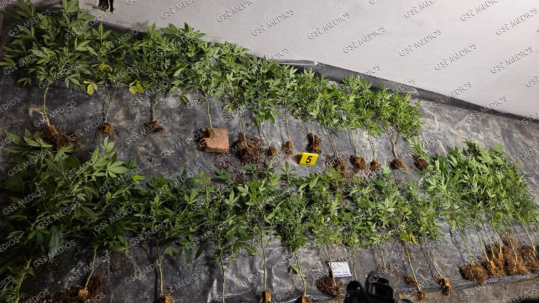 Aseguran finca utilizada como invernadero casero de marihuana en Paseos del Sol