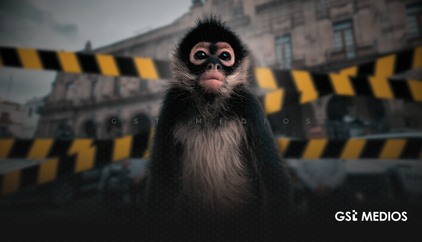 Policía de Guadalajara rescata a mono araña en la colonia Benito Juárez