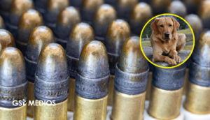 Dispara contra una perrita y termina detenido con armas en su casa