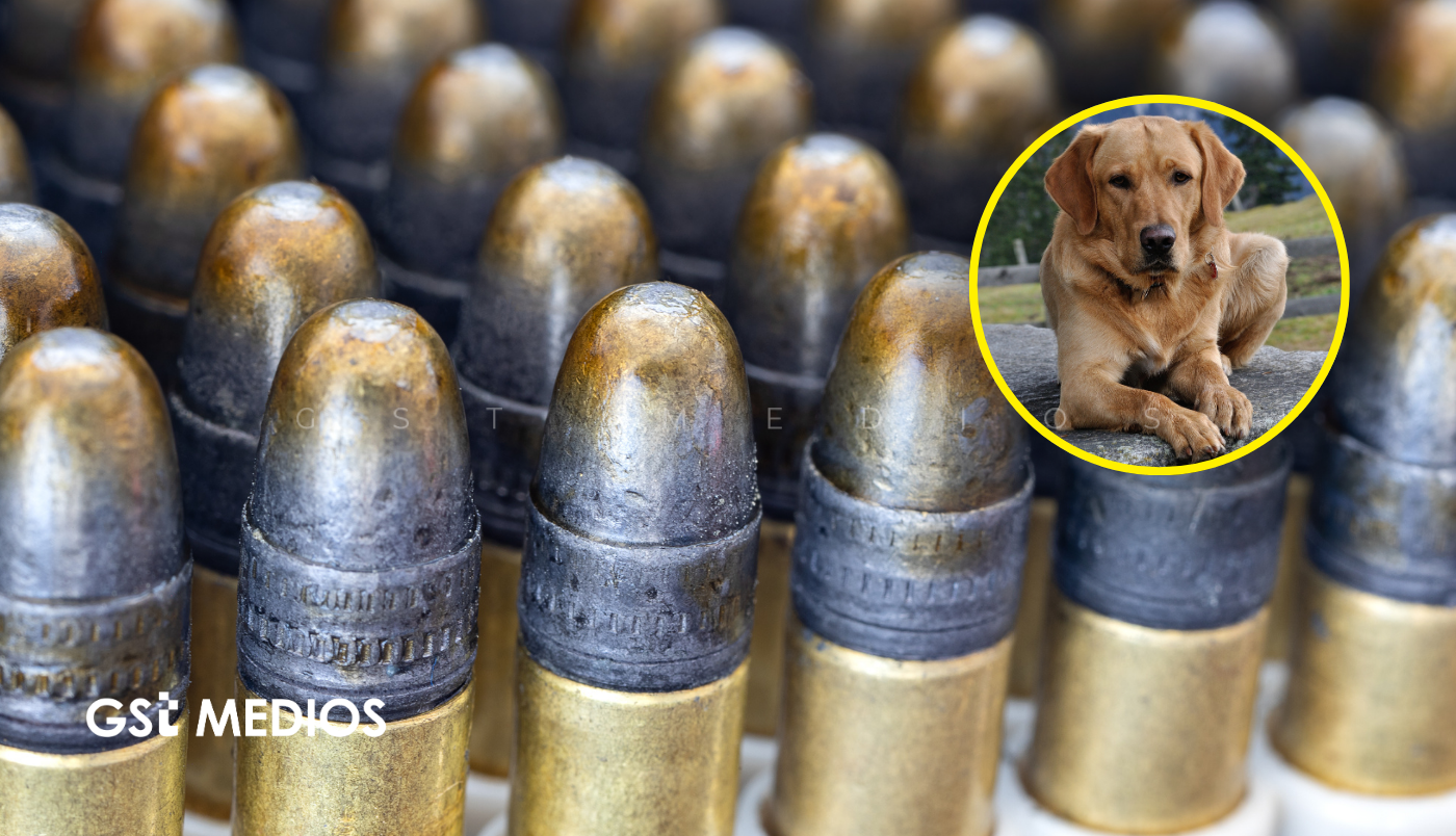 Dispara contra una perrita y termina detenido con armas en su casa