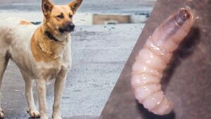 Confirman en Jalisco 30 perros contagiados por el gusano barrenador