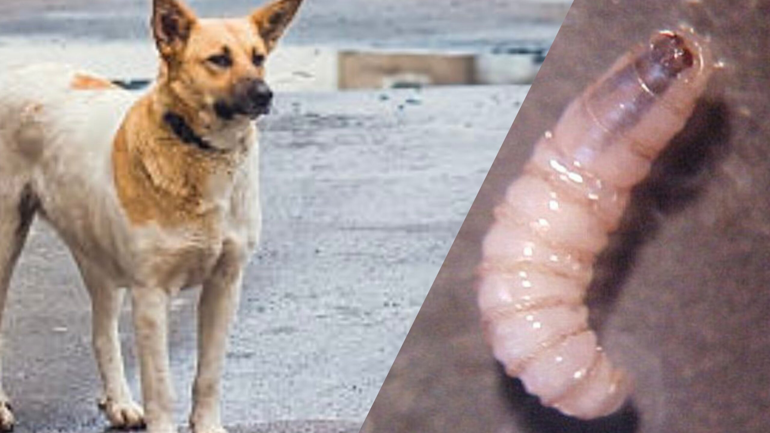 Confirman en Jalisco 30 perros contagiados por el gusano barrenador