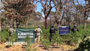 Destruyen plantío de marihuana con valor de 44 mdp en Tequila