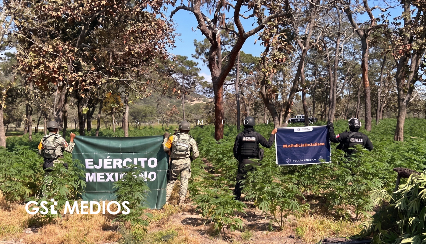 Destruyen plantío de marihuana con valor de 44 mdp en Tequila