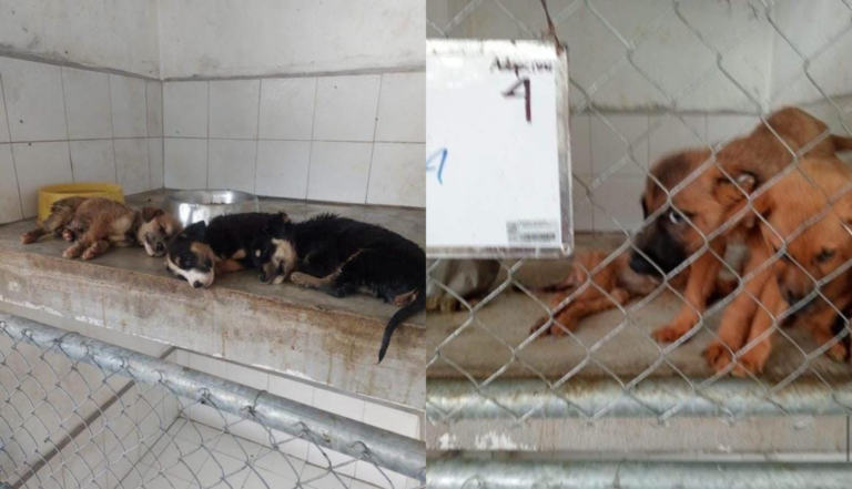 Denuncias de maltrato animal sacuden al Ayuntamiento de Tonalá - ZMG Noticias