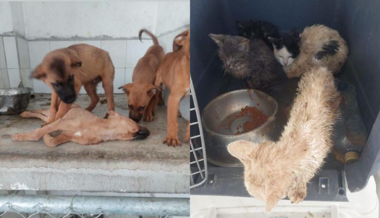 Denuncias de maltrato animal sacuden al Ayuntamiento de Tonalá - ZMG Noticias