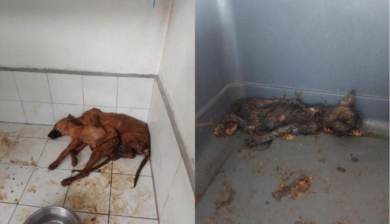 Denuncias de maltrato animal sacuden al Ayuntamiento de Tonalá - ZMG Noticias