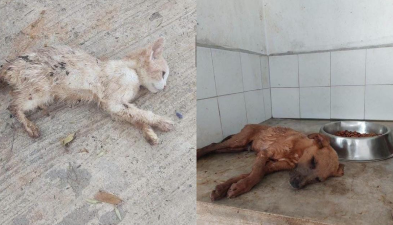 Denuncias de maltrato animal sacuden al Ayuntamiento de Tonalá - ZMG Noticias