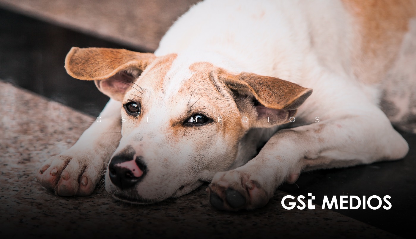 Rescatan a 19 animales tras reporte de maltrato animal en Guadalajara