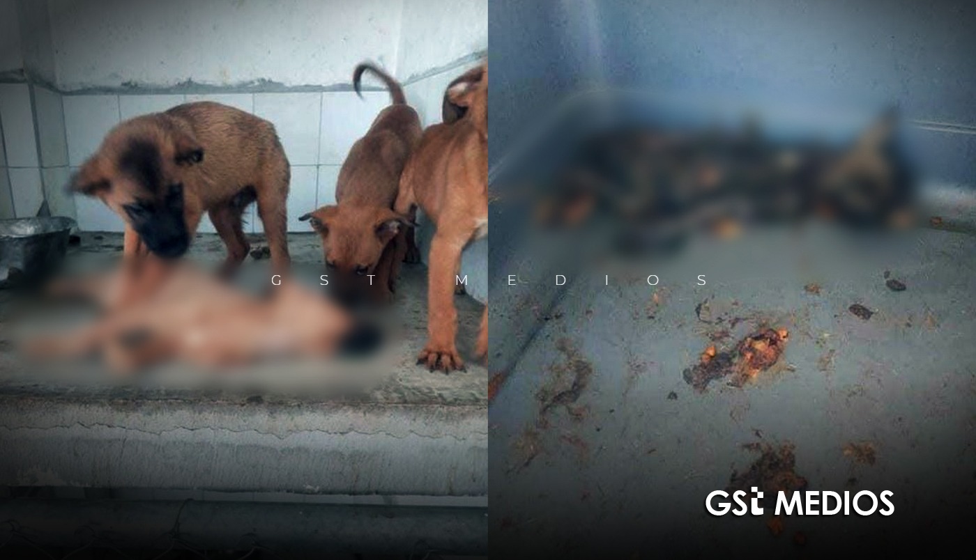 Denuncias de maltrato animal sacuden al Ayuntamiento de Tonalá