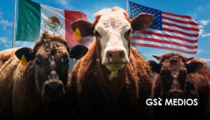 EU reabre frontera al ganado mexicano tras más de un año por el gusano barrenador
