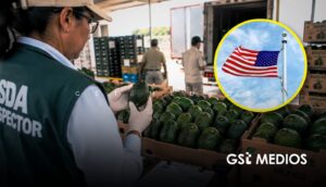 Michoacán recupera inspecciones de aguacate de EU, pero la alerta sigue