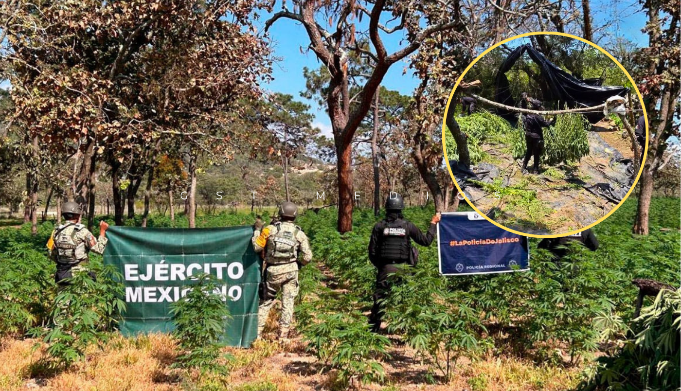 Destruyen más de 33 mil plantas de marihuana en Tequila