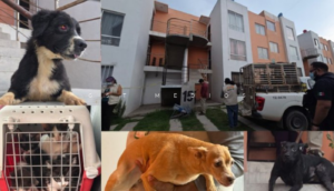 Rescatan a 20 animales víctimas de crueldad animal en Tlajomulco