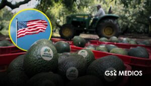 Estados Unidos suspende exportación de aguacate de Michoacán