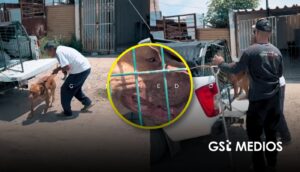 Pitbull ataca a adulta mayor en  Lomas de Tabachines, Zapopan