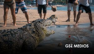 Cocodrilos en Puerto Vallarta: suman 11 ejemplares muertos o agredidos