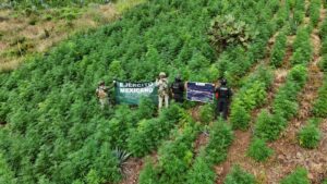 Destruyen más de 13 mil plantas de marihuana en Tequila, Jalisco