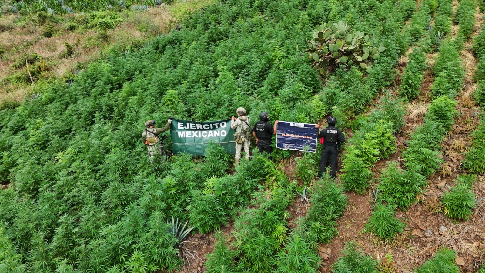 Destruyen más de 13 mil plantas de marihuana en Tequila, Jalisco