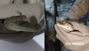 Rescatan a cocodrilo de 40 centímetros en un canal de Guadalajara