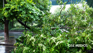 Lluvias sacuden Guadalajara: 943 árboles han caído en el temporal
