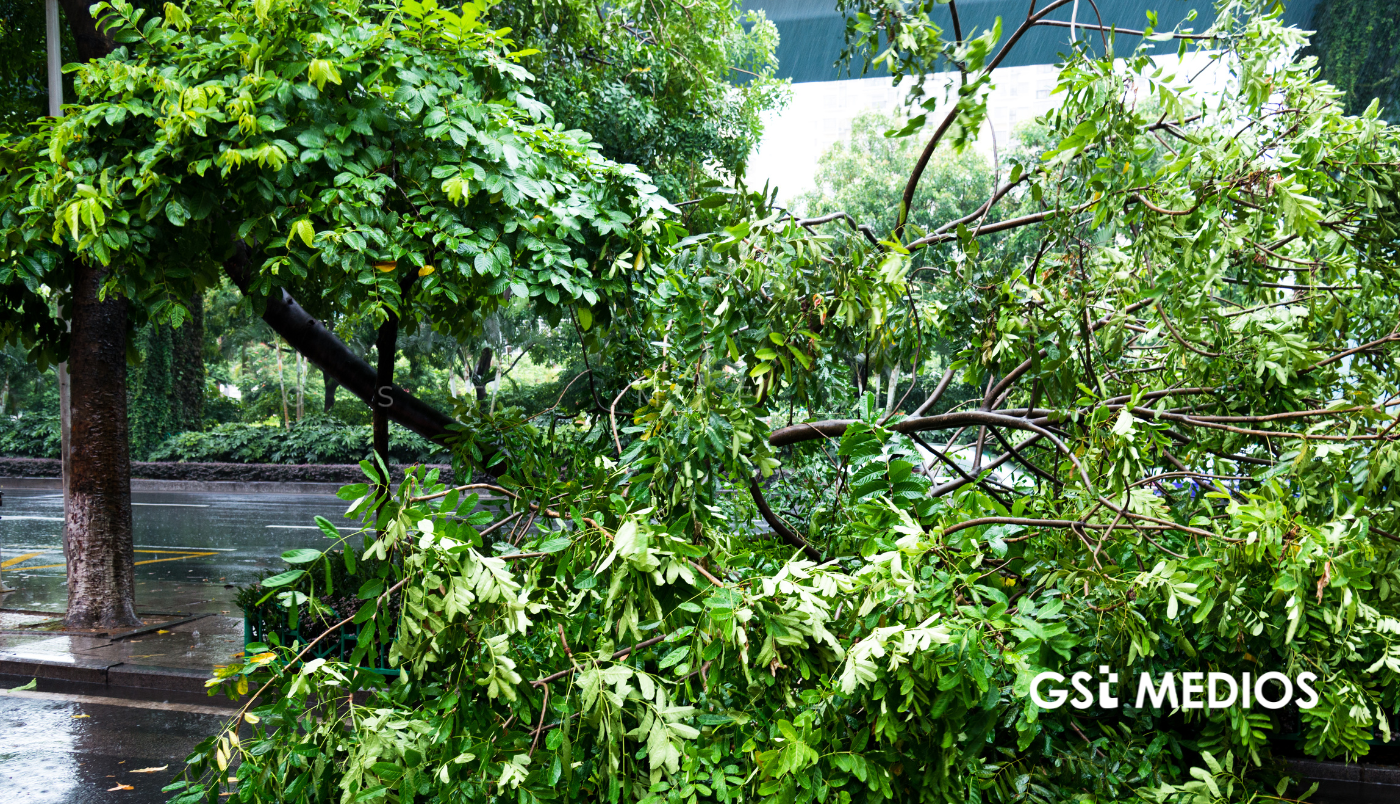 Lluvias sacuden Guadalajara: 943 árboles han caído en el temporal