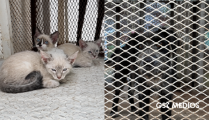 Un perro y tres gatos quedan bajo resguardo tras denuncia de maltrato en Tonalá