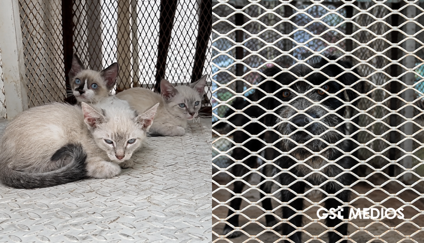Un perro y tres gatos quedan bajo resguardo tras denuncia de maltrato en Tonalá